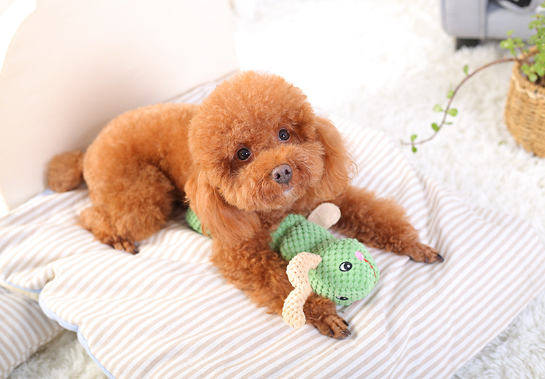 If you have a dog, give it these five toys!